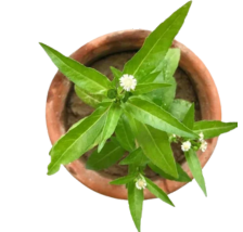 Bhringraj
