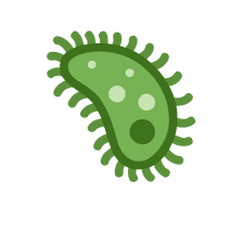 Gut Microbiome Support