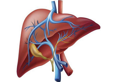 Liver & Bile Support